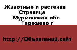  Животные и растения - Страница 13 . Мурманская обл.,Гаджиево г.